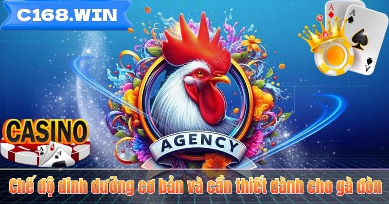 Cách Nuôi Gà Đòn – Bí Quyết Tạo Nên Chiến Kê Bền Bỉ Chế độ dinh dưỡng cơ bản và cần thiết dành cho gà đòn